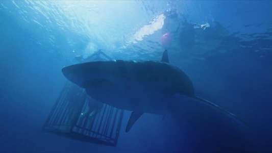 47 Meters Down - Backdrop