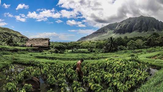 Ho'omau - Backdrop