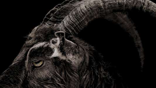 The Witch - Backdrop