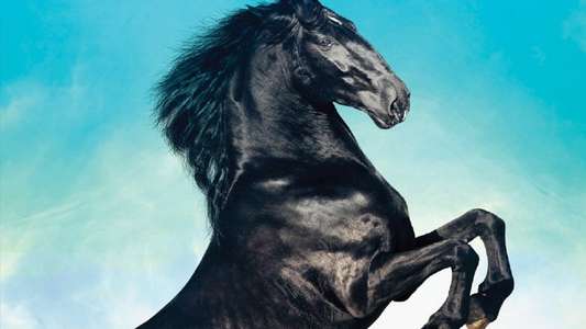 Black Beauty - Backdrop