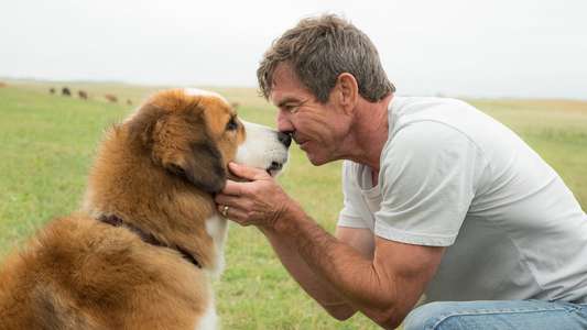 A Dog's Purpose - Backdrop