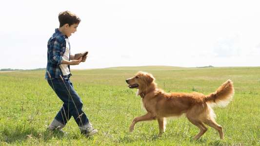A Dog's Purpose - Backdrop