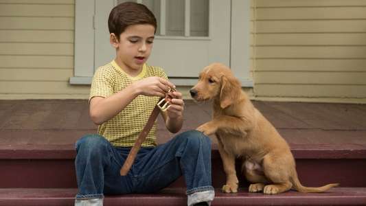 A Dog's Purpose - Backdrop