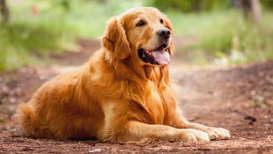 A Dog's Purpose - Backdrop