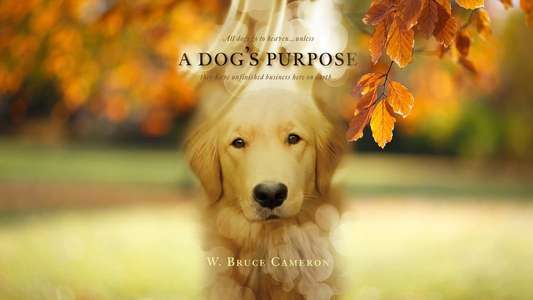 A Dog's Purpose - Backdrop