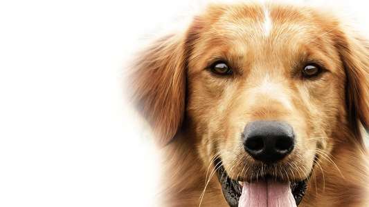 A Dog's Purpose - Backdrop