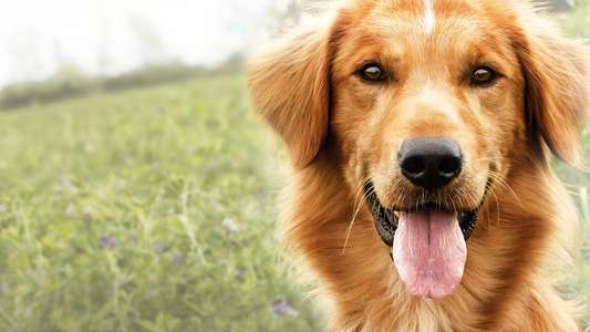 A Dog's Purpose - Backdrop