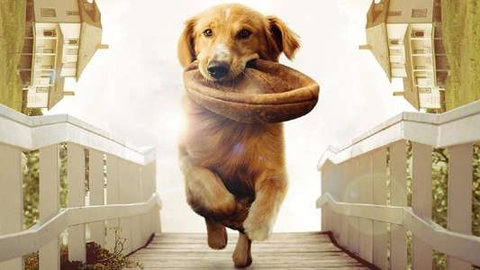 A Dog's Purpose - Backdrop