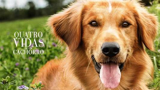 A Dog's Purpose - Backdrop