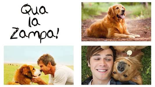 A Dog's Purpose - Backdrop