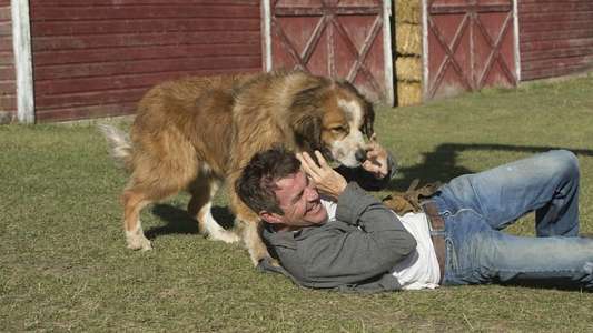 A Dog's Purpose - Backdrop