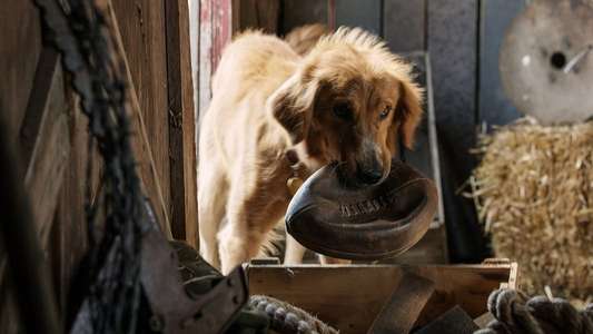 A Dog's Purpose - Backdrop