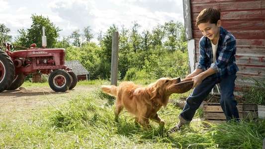 A Dog's Purpose - Backdrop