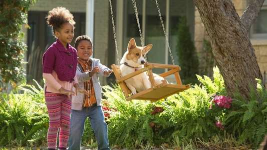 A Dog's Purpose - Backdrop