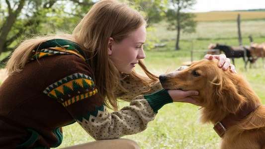 A Dog's Purpose - Backdrop