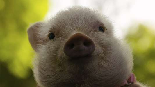 Arlo: The Burping Pig - Backdrop