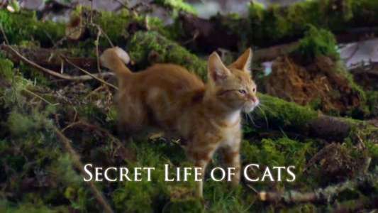 The Secret Life of Cats - Backdrop