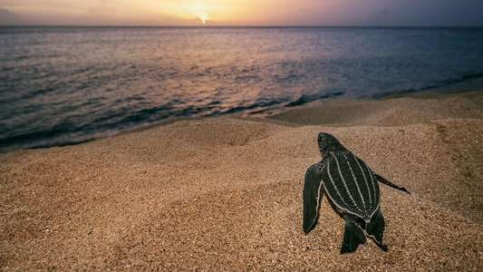 Sea of Hope: America's Underwater Treasures - Backdrops