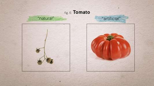 Food Evolution - Backdrop