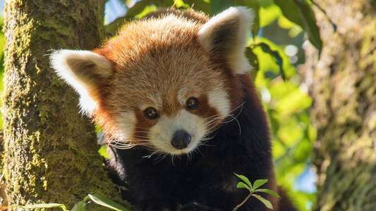 Red Panda: World's Cutest Animal - Backdrop