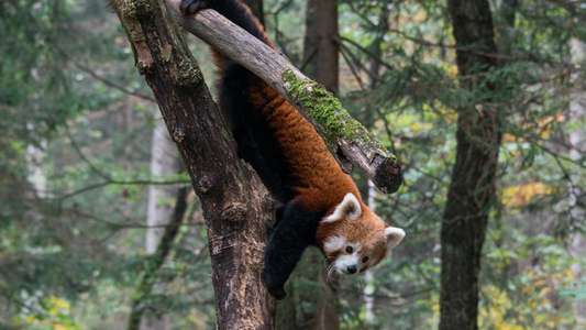 Red Panda: World's Cutest Animal - Backdrop