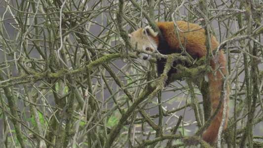Red Panda: World's Cutest Animal - Backdrop