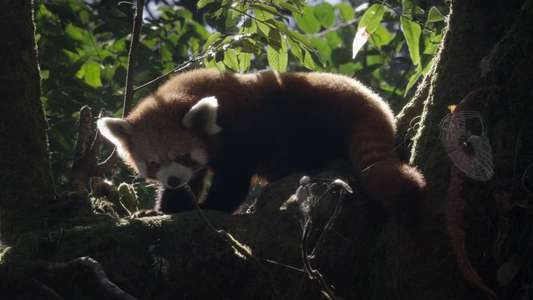 Red Panda: World's Cutest Animal - Backdrop