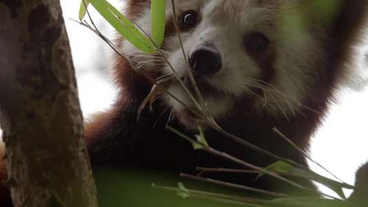 Red Panda: World's Cutest Animal - Backdrop