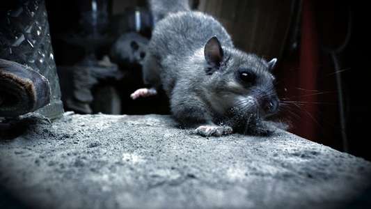 Wild Tales From The Village - Backdrop