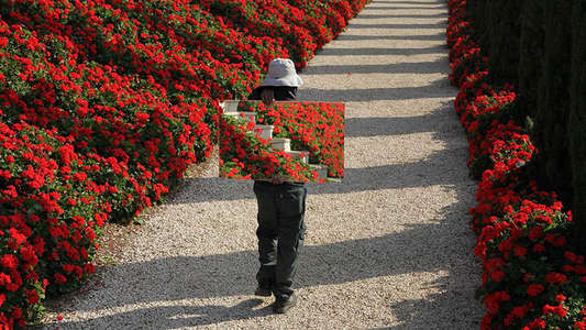 The Gardener - Backdrops