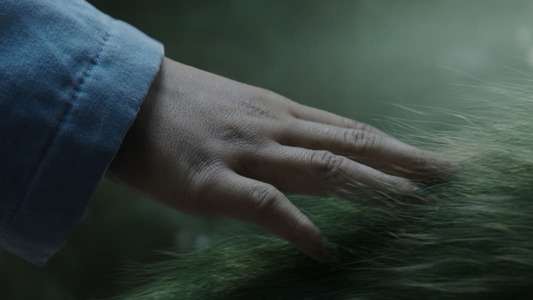 Pete's Dragon - Backdrops