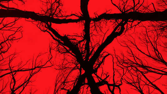 Blair Witch - Backdrop