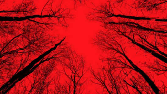 Blair Witch - Backdrop