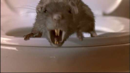 The Rats - Backdrop