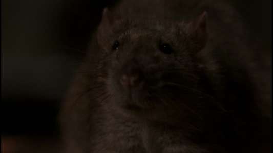 The Rats - Backdrop