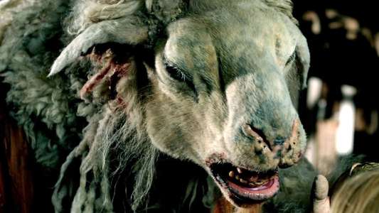 Black Sheep - Backdrop