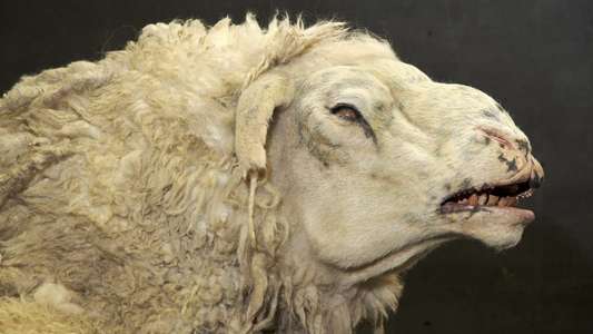 Black Sheep - Backdrop