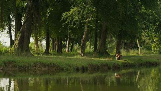 Colours of Innocence - Backdrops