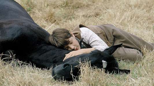 Black Beauty - Backdrop