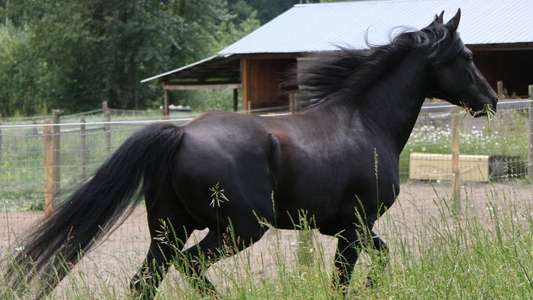 Black Beauty - Backdrop