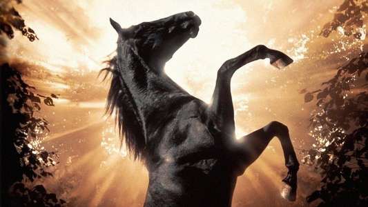 Black Beauty - Backdrop