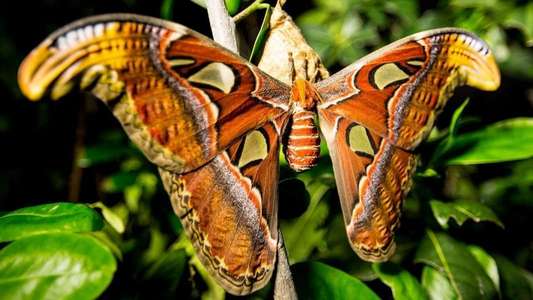Incredible Insects - Backdrop