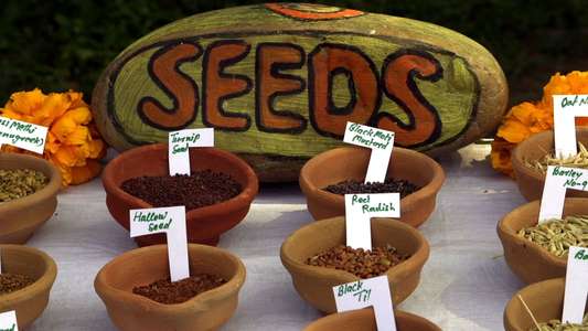 Seed: The Untold Story - Backdrop