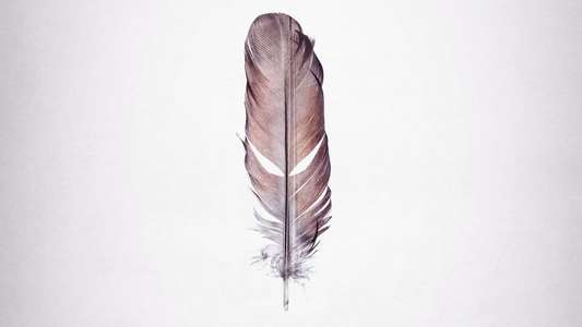 Tickled - Backdrop