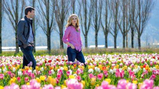 Tulips in Spring - Backdrop