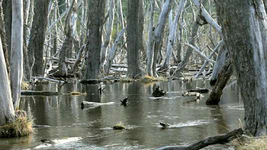 Beavers: Invasion of the End of the World - Backdrop