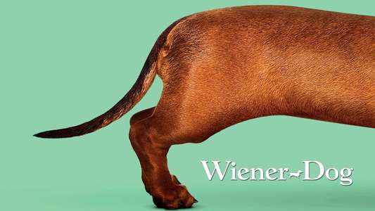Wiener-Dog - Backdrops