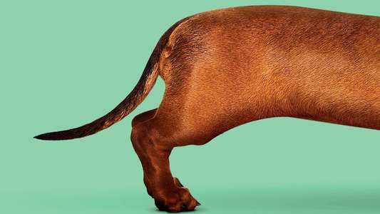 Wiener-Dog - Backdrops