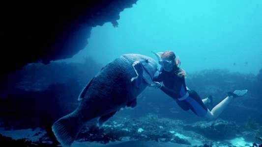 Blueback - Backdrops