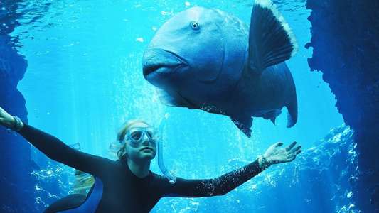 Blueback - Backdrops